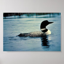 Common Loon on Water Poster