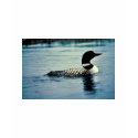 Common Loon on Water t-shirts