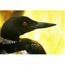 Common Loon Photo Sculpture