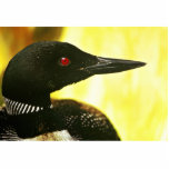 Common Loon photo sculptures