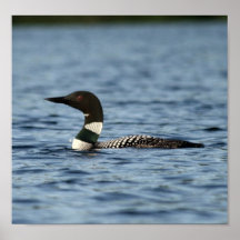 Common Loon Poster