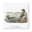 Common Merganser, John Audubon magnets