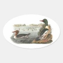 Common Merganser, John Audubon Stickers