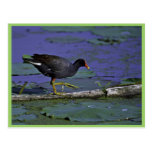 Common Moorhen at Squaw Creek National Wildlife Re Postcard
