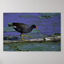 Common Moorhen at Squaw Creek National Wildlife Re Poster