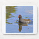 Common Moorhen Mousepad