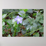Common Periwinkle, Vinca Minor, on Roadside Posters
