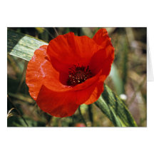 Common Poppy Greeting Card