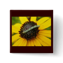 Common Pug Moth Caterpillar Coordinating Items Pins