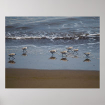 Common Sandpiper (Actitis hypoleucos) Posters