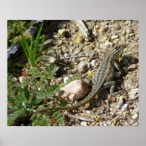 COMMON SIDE-BLOTCHED LIZARD POSTERS