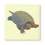 Common Snapping Turtle - Chelydra serpentina magnets