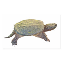 Common Snapping Turtle - Chelydra serpentina Stickers