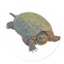 Common Snapping Turtle - Chelydra serpentina Stickers