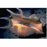 Common spider conch (Lambis lambis) Shell photo sculptures