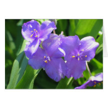 Common Spiderwort Cards