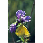 Common Sulphur Butterfly photo sculptures