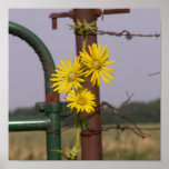 Common Sunflowers at the gate posters