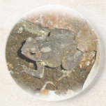 Common Toad coasters