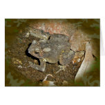 Common Toad Coordinating Items cards