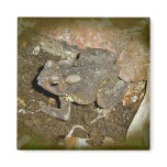Common Toad Coordinating Items magnets