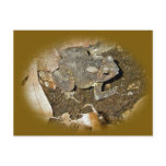 Common Toad Coordinating Items postcards