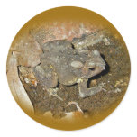 Common Toad Coordinating Items stickers