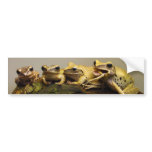 Common Tree Frog Polypedates Leucomystax bumper stickers