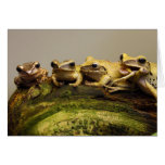 Common Tree Frog Polypedates Leucomystax cards