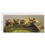 Common Tree Frog Polypedates Leucomystax invitations