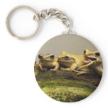Common Tree Frog Polypedates Leucomystax keychains
