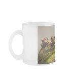 Common Tree Frog Polypedates Leucomystax mugs