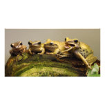 Common Tree Frog Polypedates Leucomystax photo cards