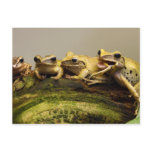 Common Tree Frog Polypedates Leucomystax postcards