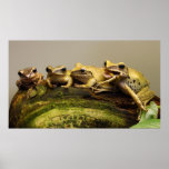 Common Tree Frog Polypedates Leucomystax posters