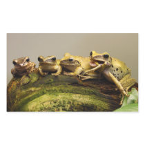 Common Tree Frog Polypedates Leucomystax Rectangular Stickers
