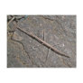 Common Walkingstick (Diapheromera femorata) Items Postcards
