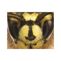 Common Wasp Vespula Vulgaris Gallery Wrapped Canvas