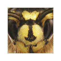 Common Wasp Vespula Vulgaris Canvas Print