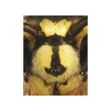 Common Wasp Vespula Vulgaris Canvas Print