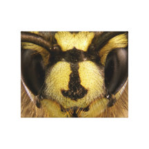 Common Wasp Vespula Vulgaris Canvas Print