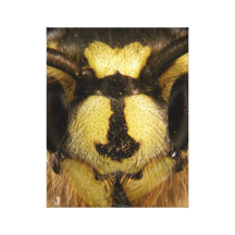 Common Wasp Vespula Vulgaris Canvas Print