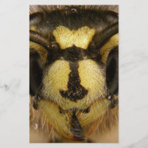 Common Wasp Vespula Vulgaris Flyers