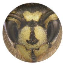 Common Wasp Vespula Vulgaris Plates