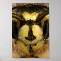 Common Wasp Vespula Vulgaris Print
