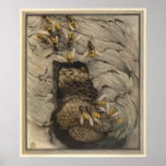 COMMON WASPS - Insect Book Illustration posters