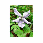 Common White Blue Dog Violet photo sculptures
