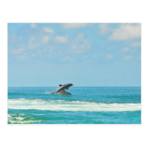 Common Wild Dolphins Playing In Gulf FL Postcard