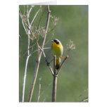 Common Yellowthroat Greeting Cards