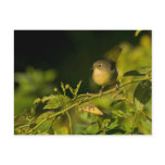 Common Yellowthroat Postcard